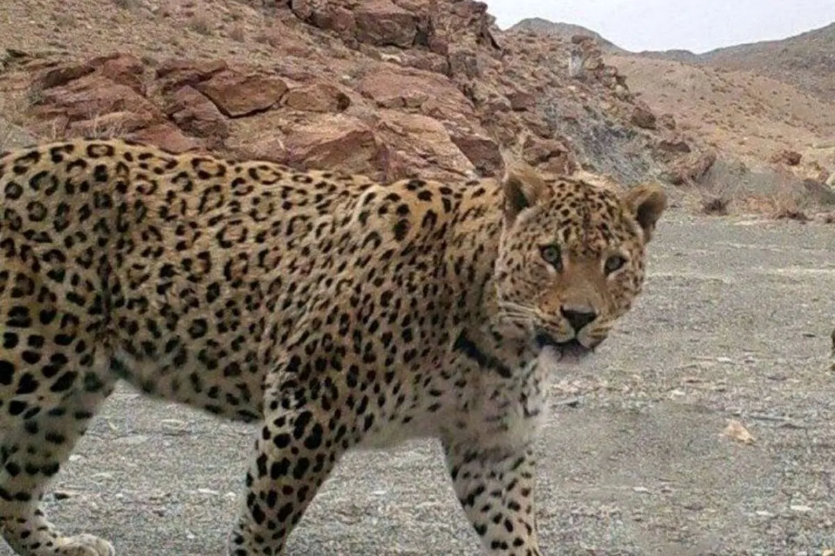 حمله پلنگ به یک مرد در لنگرود