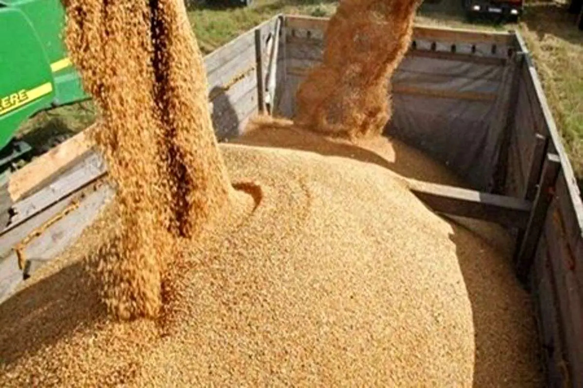 آلودگی گندمهای وارداتی صحت ندارد