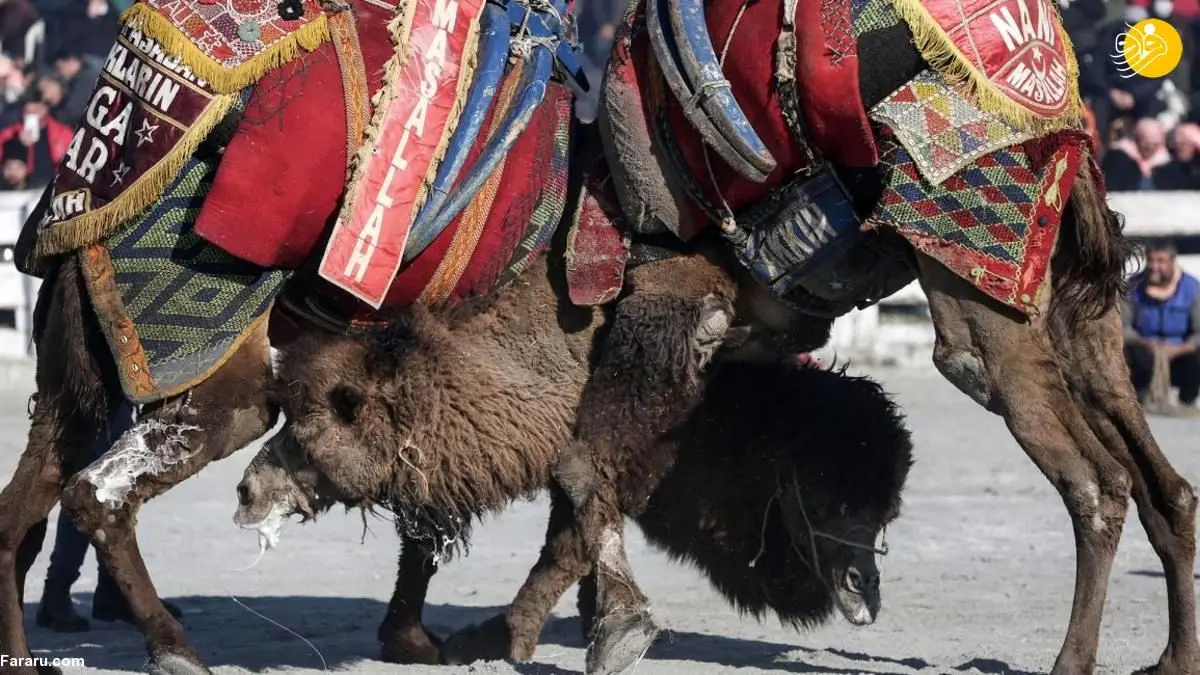 (ویدئو) جشنواره کشتی شتر و انتقاد فعالان حقوق حیوانات