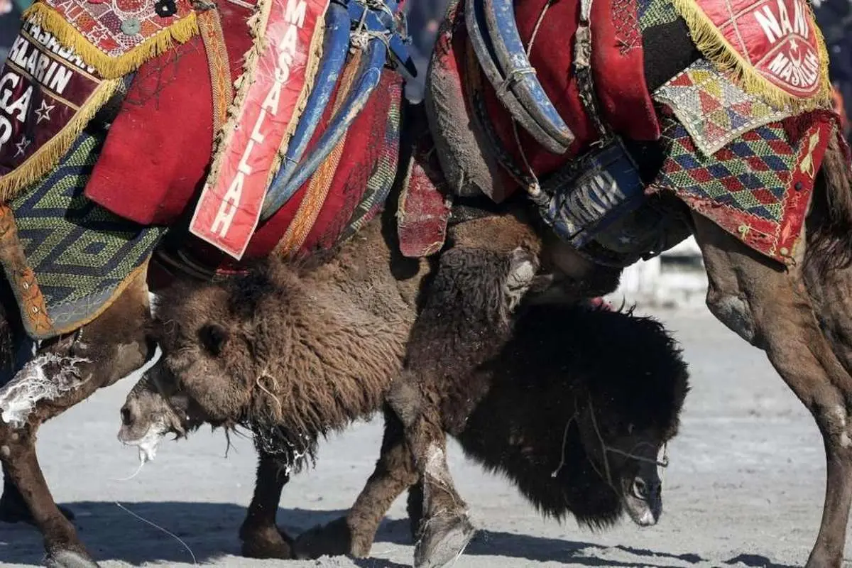 (ویدئو) جشنواره کشتی شتر و انتقاد فعالان حقوق حیوانات