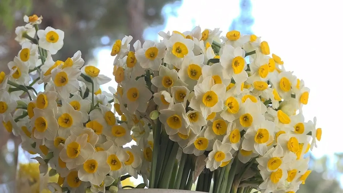 قیمت عجیب در بازار گل؛ هر شاخه گل برای روز مادر چند؟