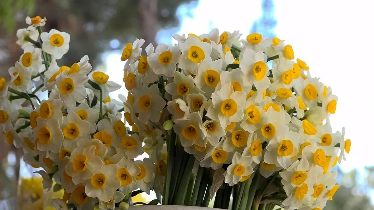 قیمت عجیب در بازار گل؛ هر شاخه گل برای روز مادر چند؟