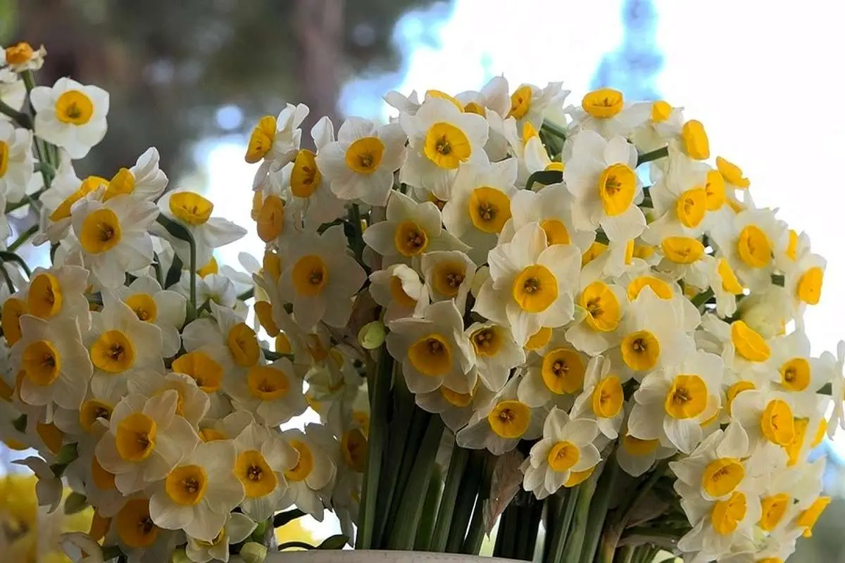 قیمت عجیب در بازار گل؛ هر شاخه گل برای روز مادر چند؟