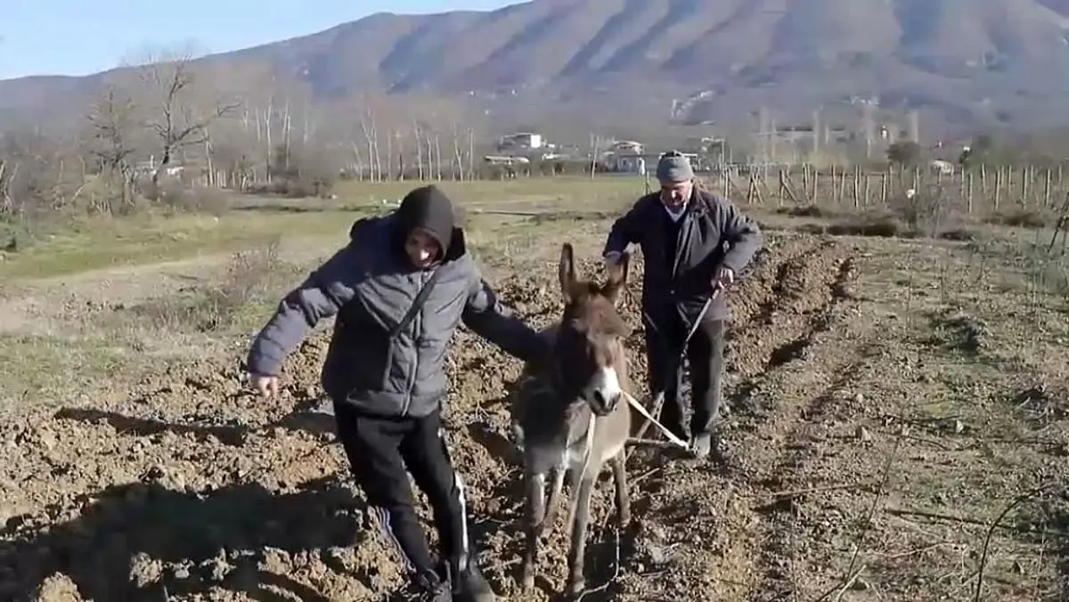 (ویدئو) افزایش قیمت سوخت در آلبانی؛ کشاورزان متوسل به الاغ‌ها شدند