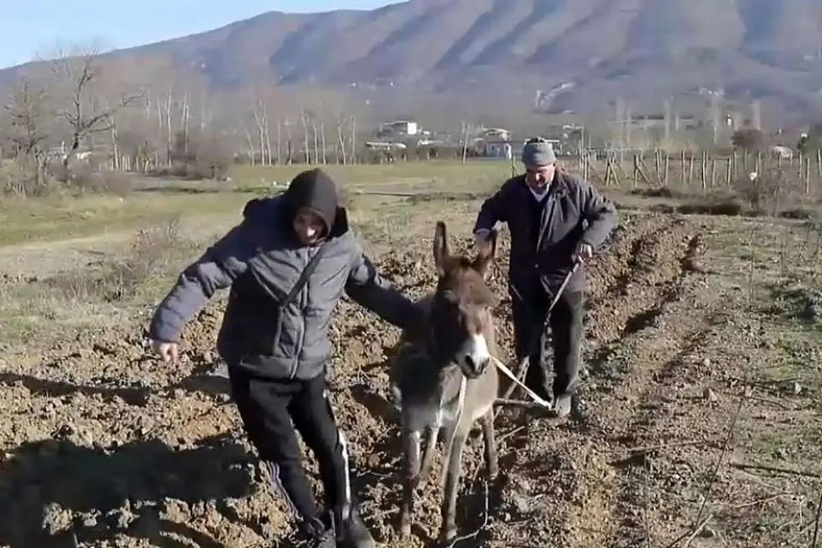 (ویدئو) افزایش قیمت سوخت در آلبانی؛ کشاورزان متوسل به الاغها شدند