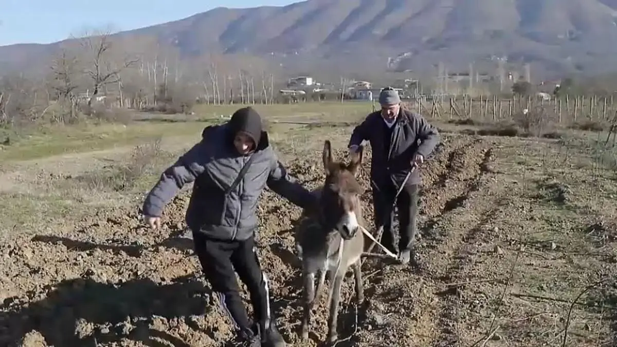 (ویدئو) افزایش قیمت سوخت در آلبانی؛ کشاورزان متوسل به الاغ‌ها شدند