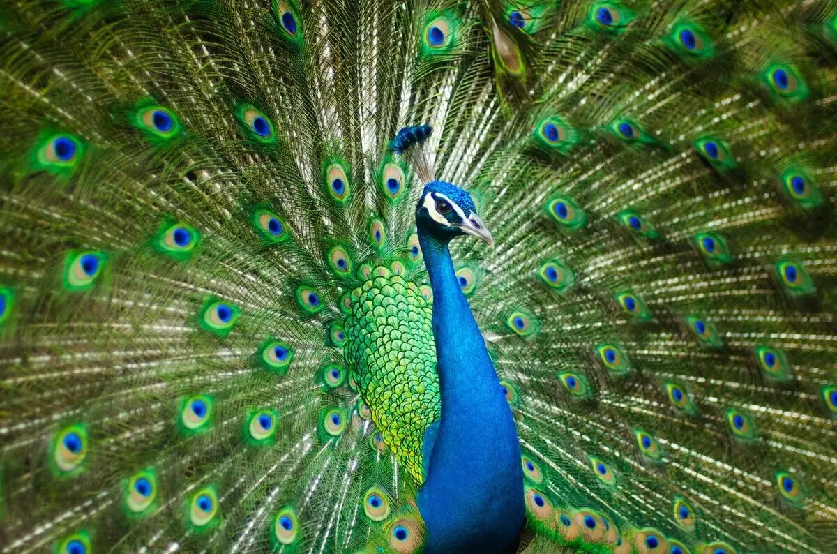 (ویدئو) خودنمایی دیدنی یک طاووس