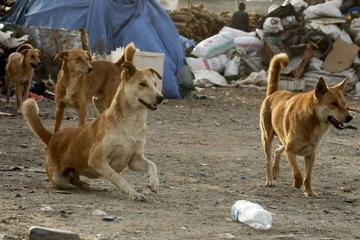 مرگ دو تهرانی بر اثر بیماری هاری