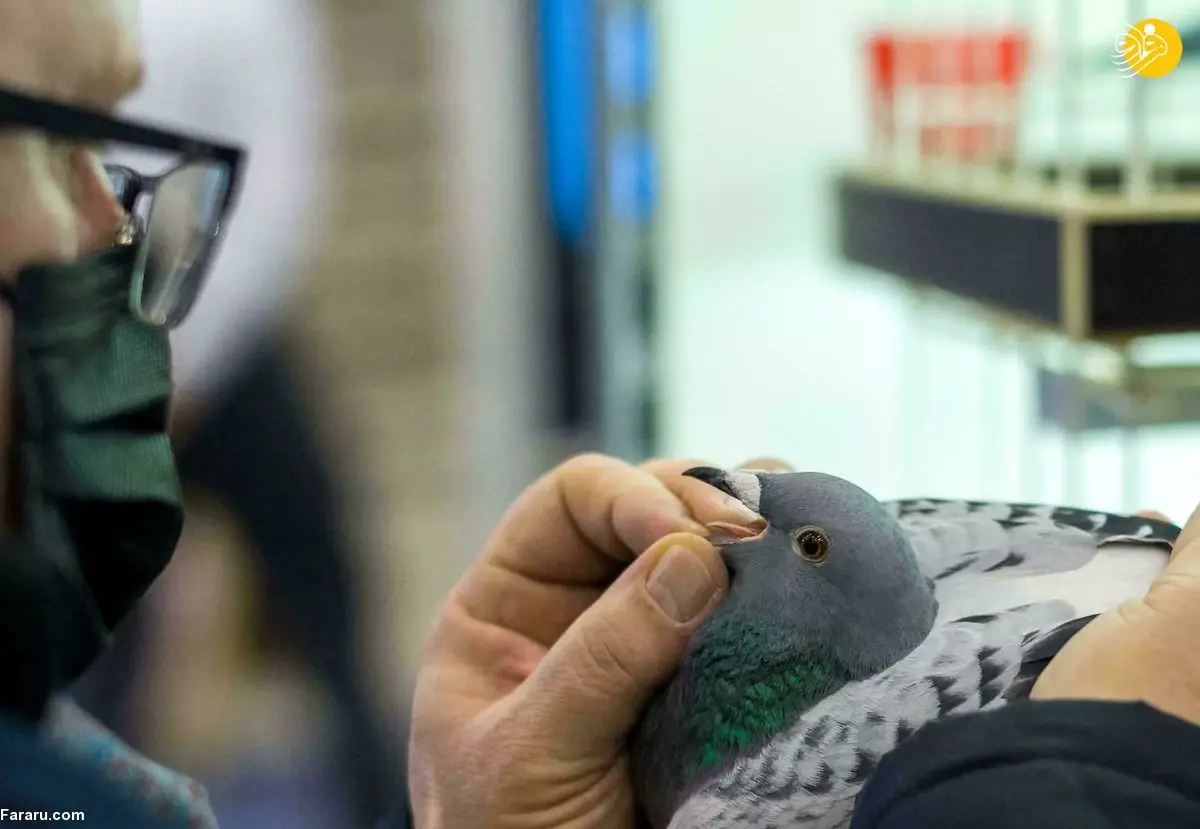 (ویدئو) لهستان؛ بهشت کبوتربازها