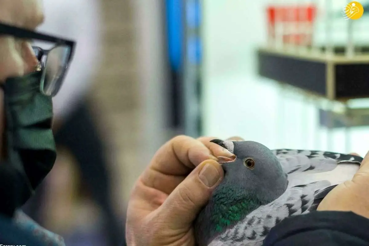 (ویدئو) لهستان؛ بهشت کبوتربازها