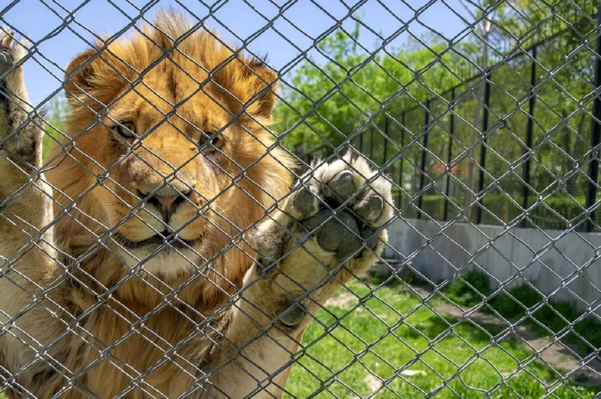 ماجرای کشته شدن کارگر باغ وحش اراک توسط شیرها