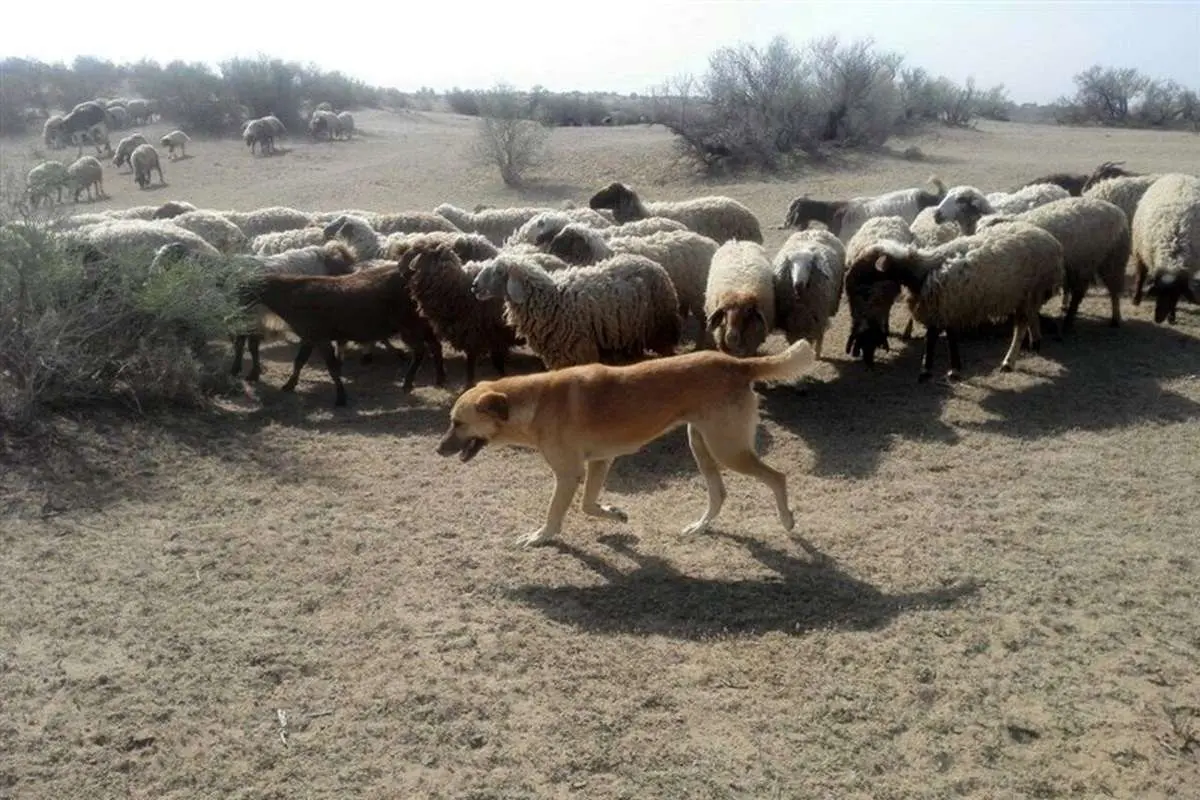 قیمتهای عجیب سگهای گله
