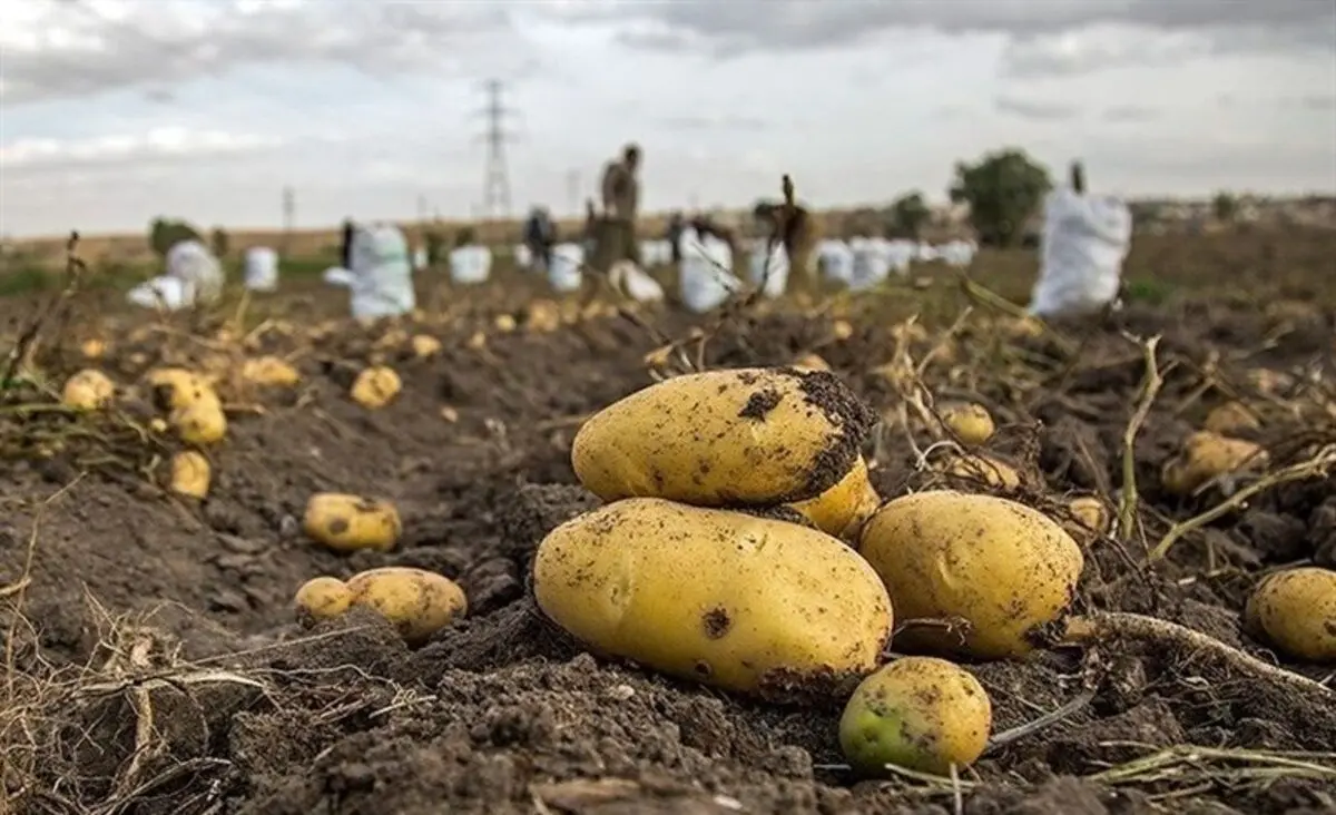 سیب‌زمینی را ۲۰ روز دیگر ارزانتر بخرید!