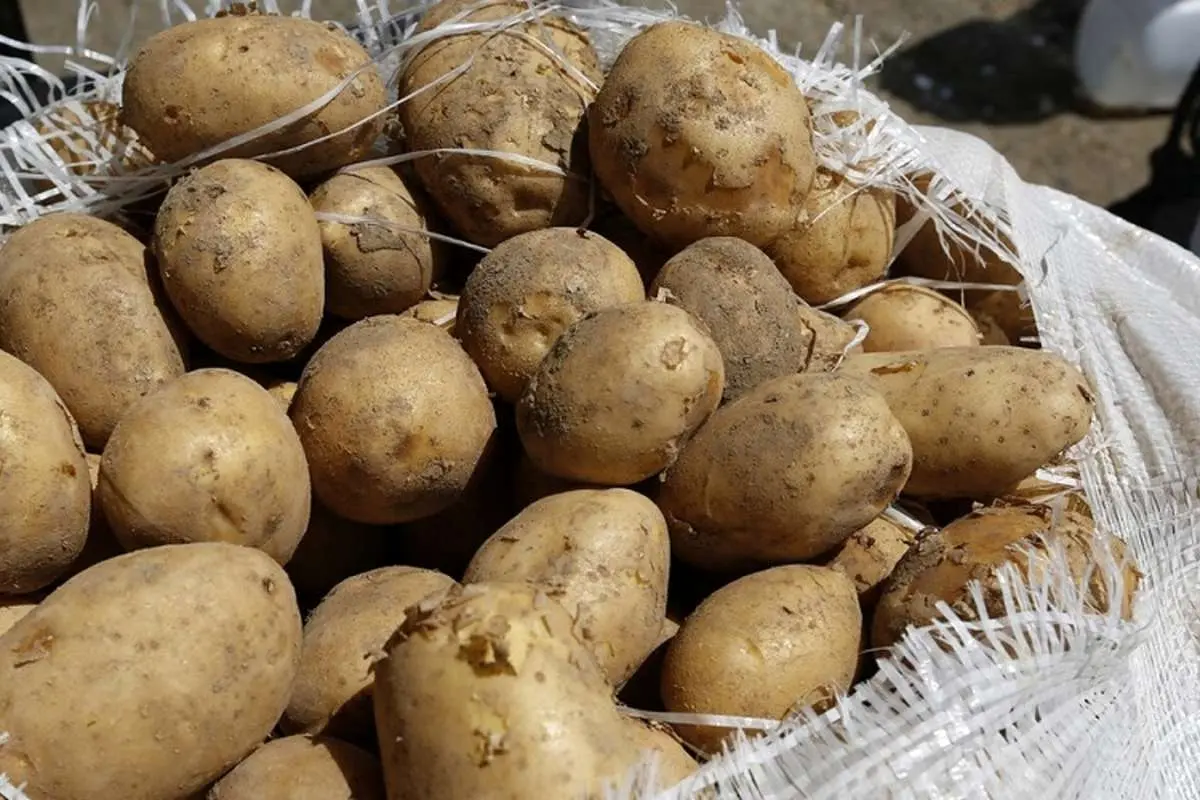 سیاستهای تنطیم بازار برای کنترل قیمت سیبزمینی و برنج