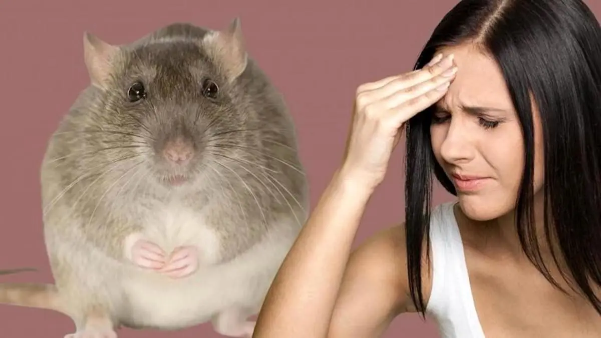 تب لاسا چیست؟ آیا کشنده است؟