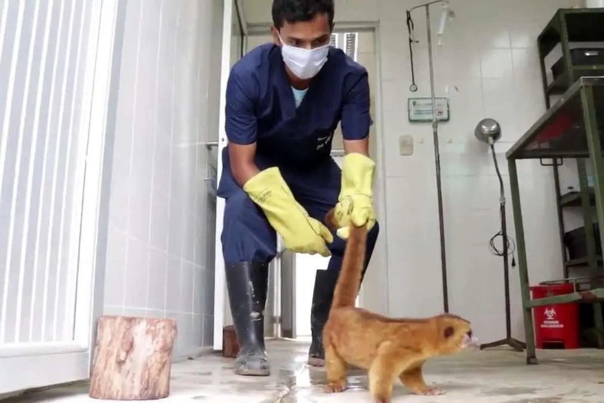 (ویدئو) عمل جراحی پلاستیک روی صورت یک خرسک دم حلقهای