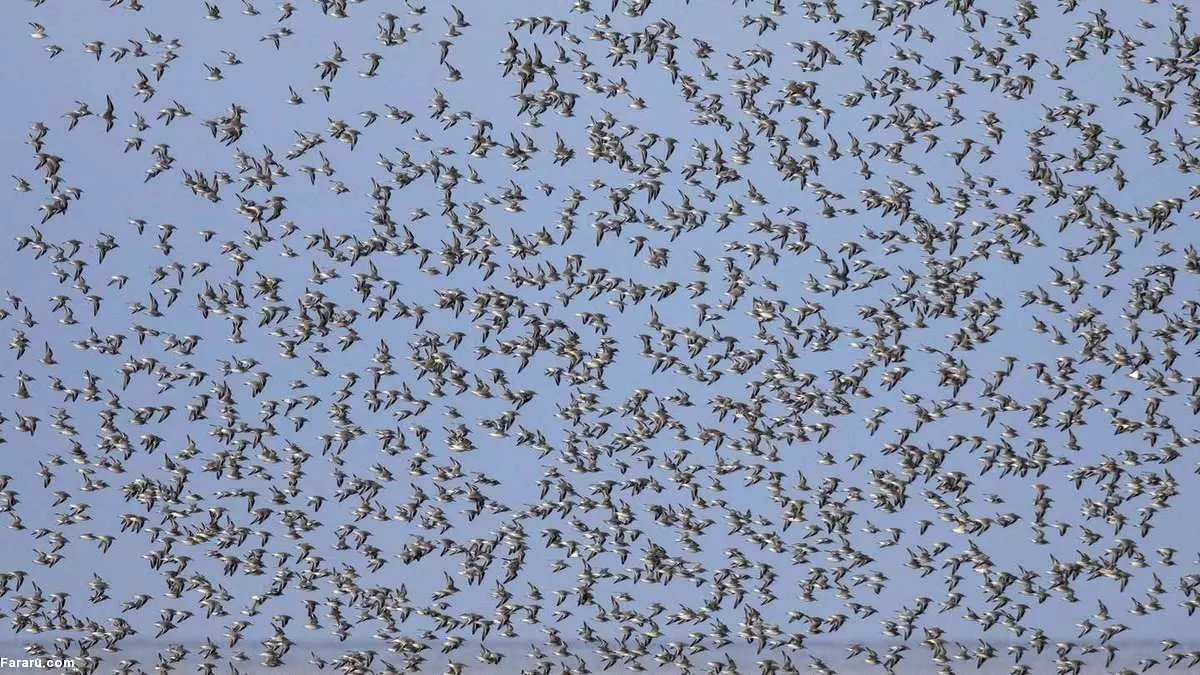 (ویدئو) مرگ مرموز دسته جمعی پرندگان در حین پرواز