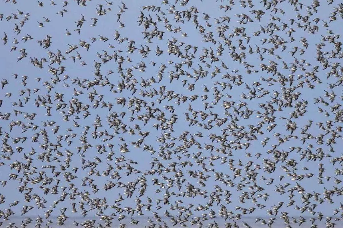 (ویدئو) مرگ مرموز دسته جمعی پرندگان در حین پرواز