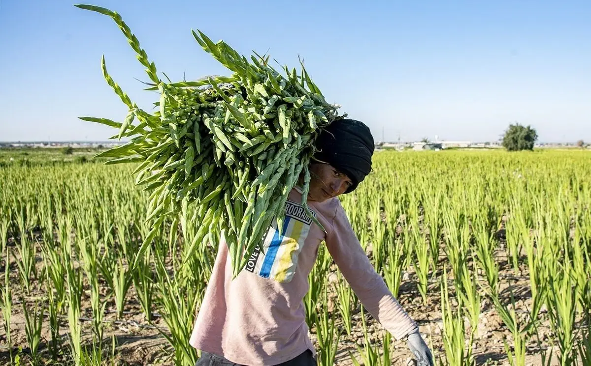 (تصاویر) برداشت گل گلایول در دشتستان بوشهر
