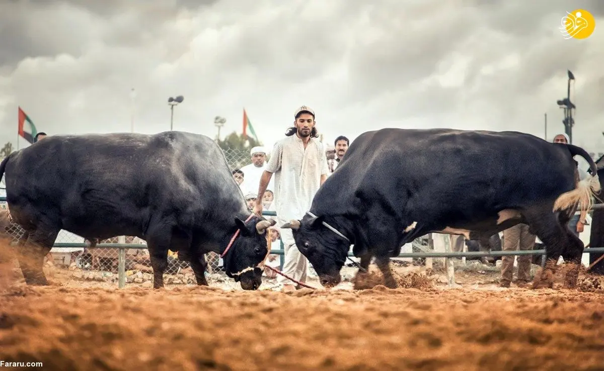 (ویدئو) گاوبازی در امارات