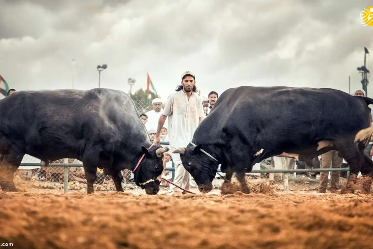 (ویدئو) گاوبازی در امارات