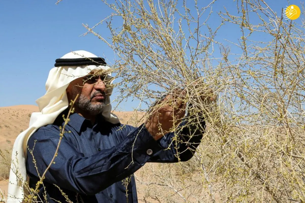 (ویدئو) عربستان با ساکسائول بیابان زدایی می‌کند