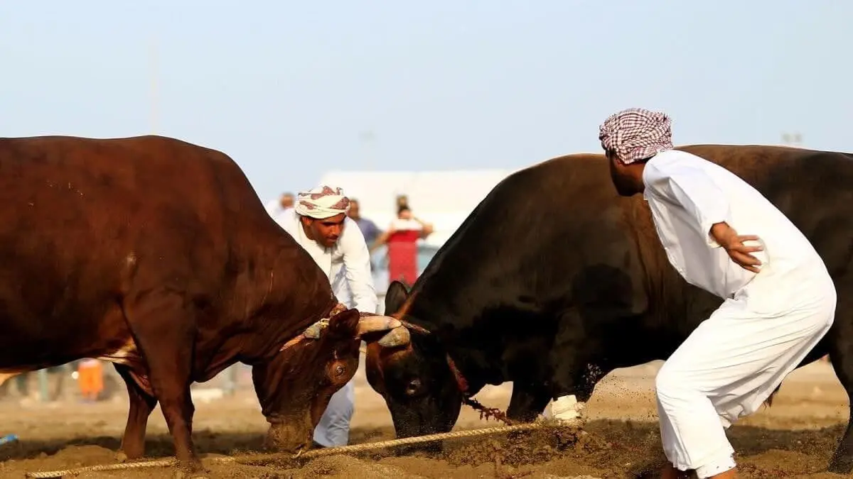 گاوبازی از نوع اماراتی