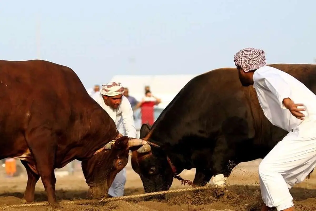 گاوبازی از نوع اماراتی