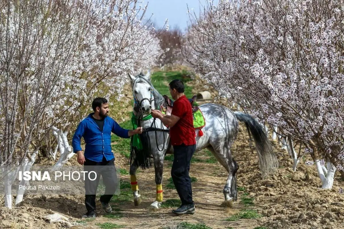 (تصاویر) شکوفههای بهاری در زمستان