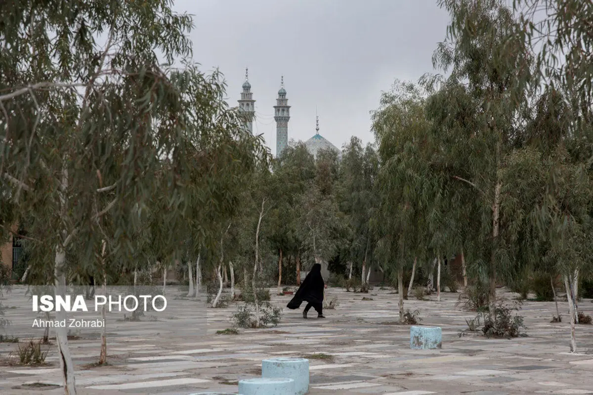 (تصاویر) «اکالیپتوس»؛ همیشه سبز، مهاجم آب