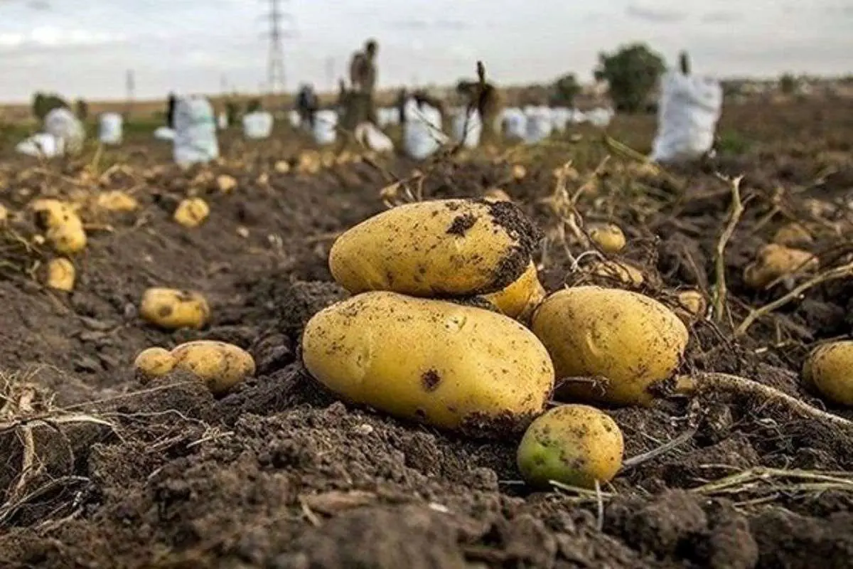 عرضه سیبزمینیهای دور ریختنی در مشهد