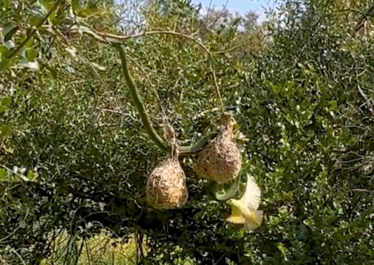 (ویدئو) حملات بی امان پرندگان به مار متجاوز