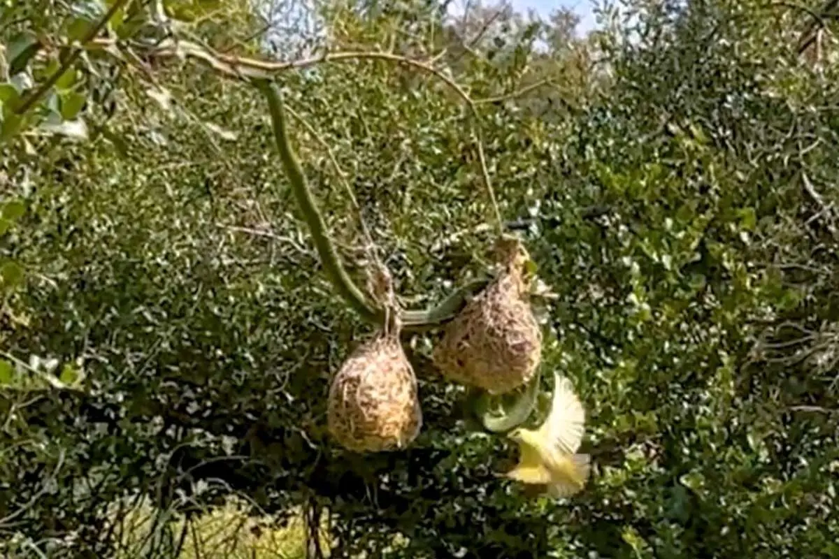 (ویدئو) حملات بی امان پرندگان به مار متجاوز