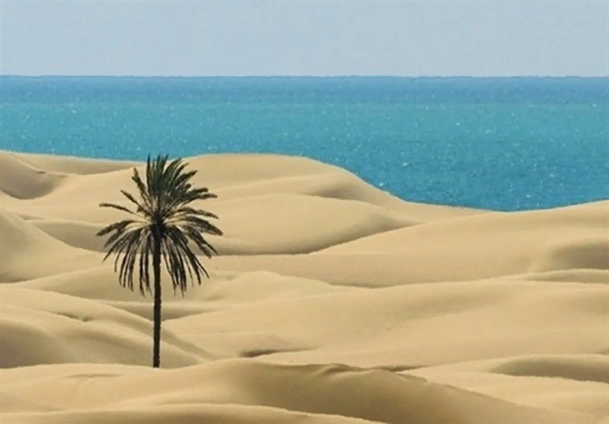 (تصویر) قطع تک درخت زیبای ساحل «دَرَک» بلوچستان