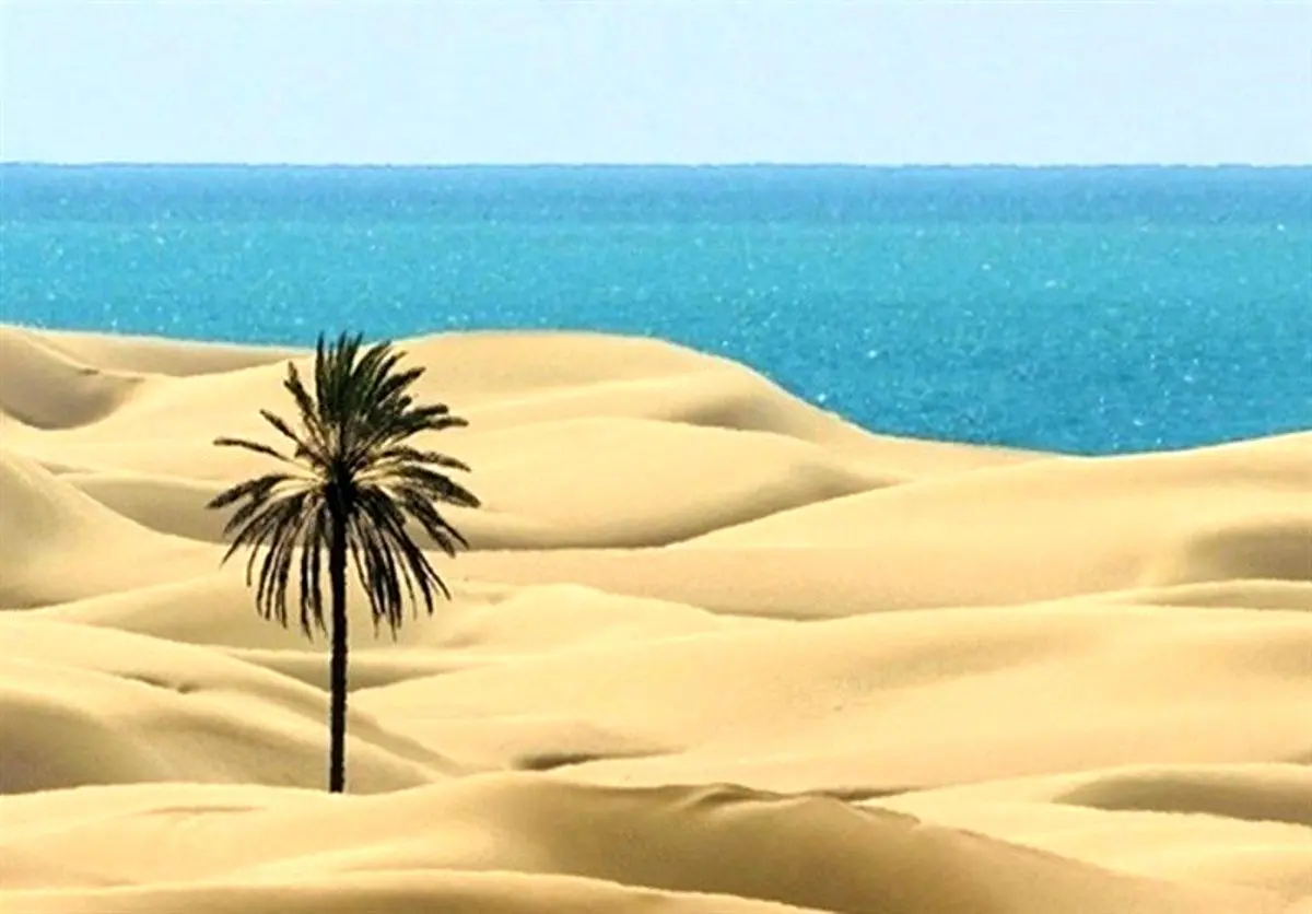 (تصویر) قطع تک درخت زیبای ساحل «دَرَک» بلوچستان