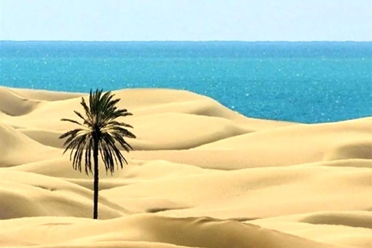 (تصویر) قطع تک درخت زیبای ساحل «دَرَک» بلوچستان