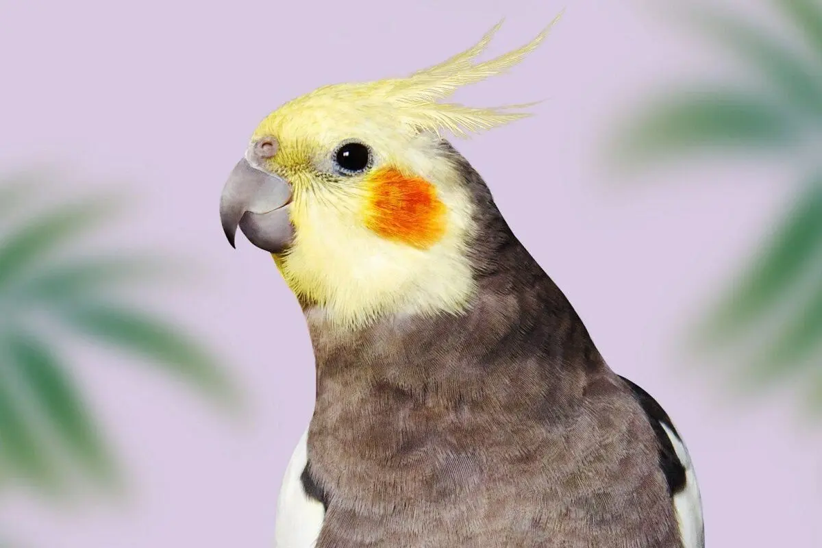 عروس هلندی چند؟