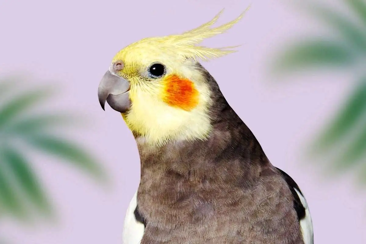 عروس هلندی چند؟
