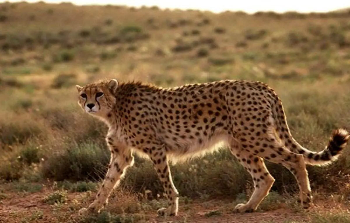 «ایران» باردار است؟