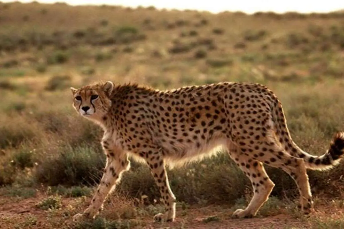 «ایران» باردار است؟