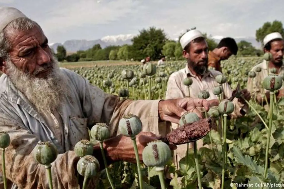 پشت پرده ممنوعیت کشت خشخاش در افغانستان