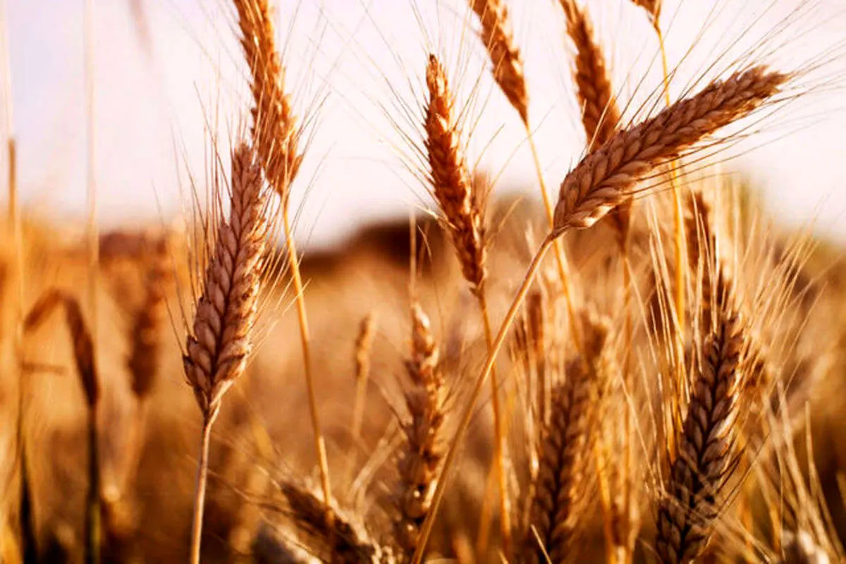 افزایش ۲۶ دلاری قیمت گندم در یک روز