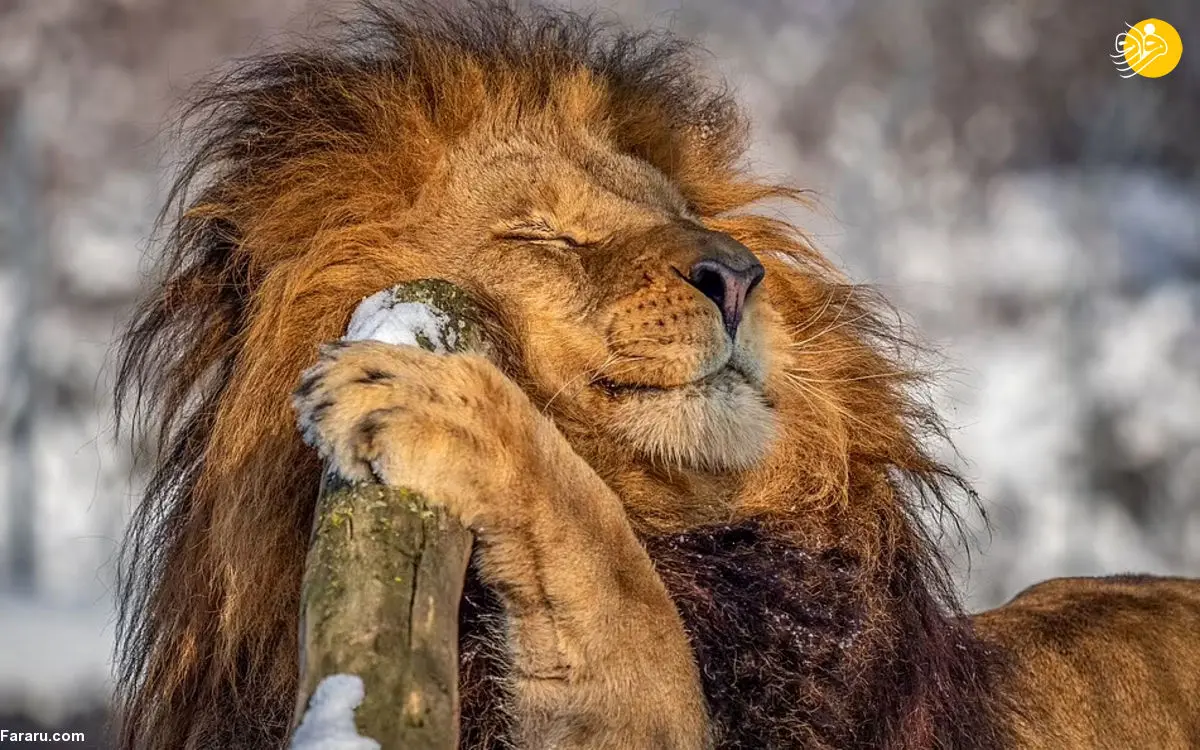 (عکس) شیرِ ژولیده!