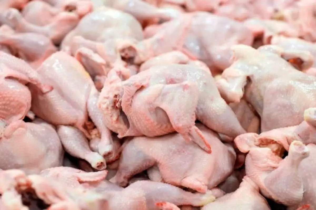 اتحادیه مرغداران گوشتی: گوشت مرغ ماه رمضان تامین است