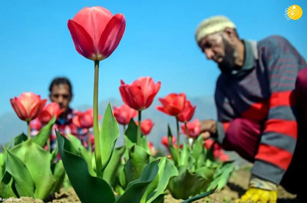 (تصاویر) افتتاح بزرگ‌ترین باغ گل لاله آسیا