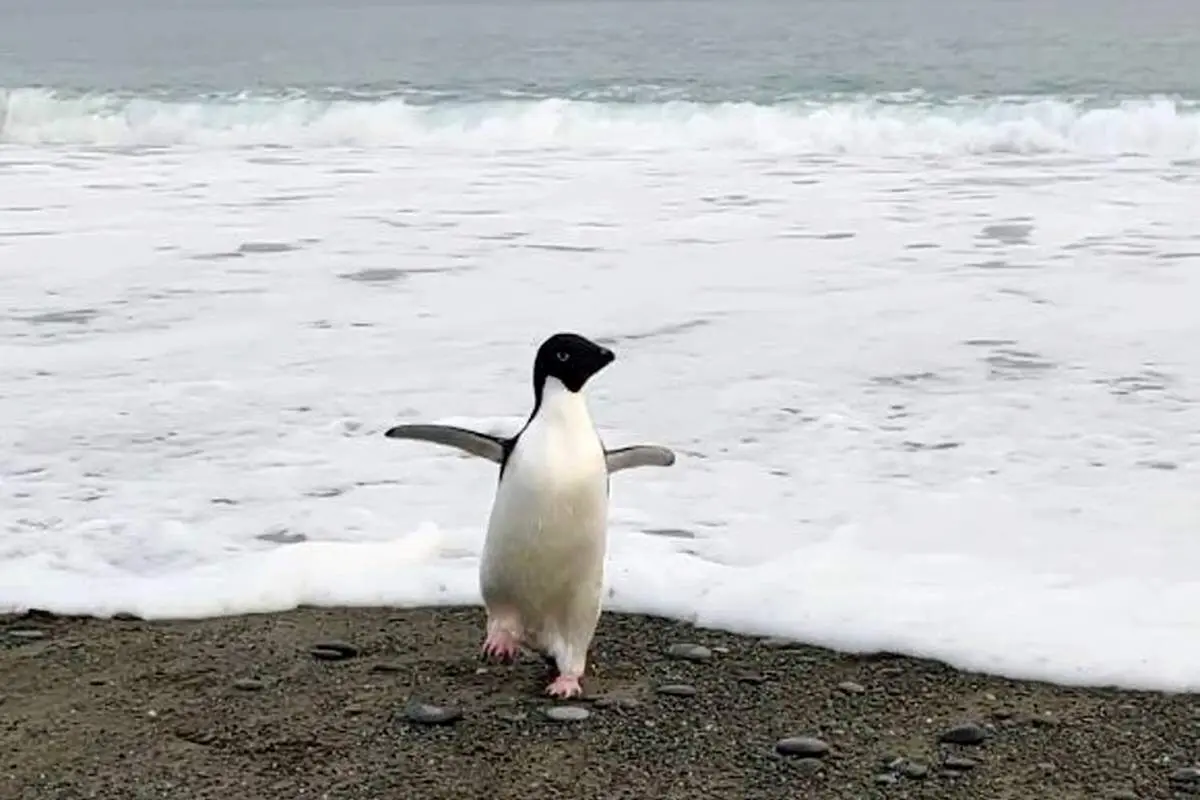 (ویدئو) پنگوئن سرگردان نجات یافت