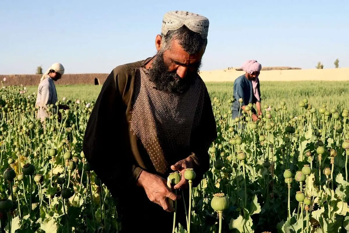 معمای فرمان ممنوعیت کشت خشخاش در افغانستان