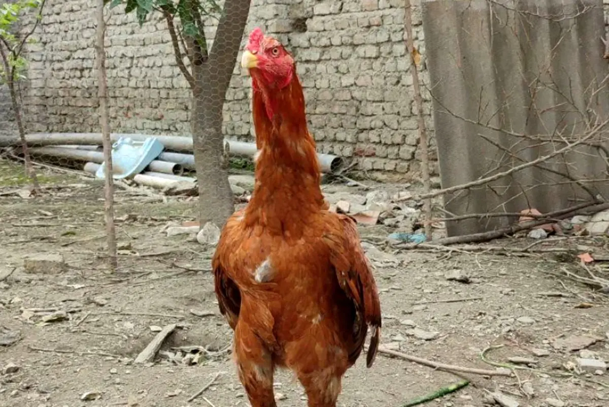 خروس محلی و زینتی چند؟