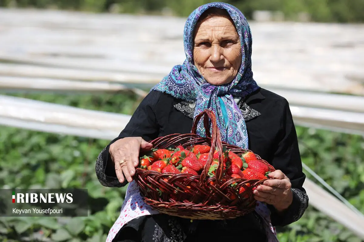 (تصاویر) برداشت توت فرنگی در بابلسر