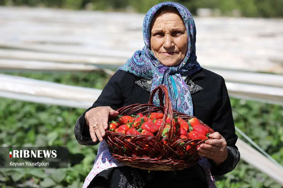 (تصاویر) برداشت توت فرنگی در بابلسر